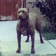 picture of dog