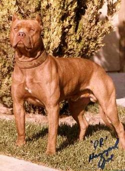 picture of dog