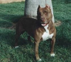 picture of dog