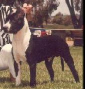 picture of dog