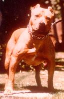 picture of dog