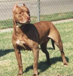 picture of dog