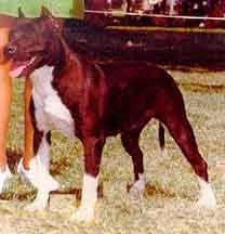 picture of dog
