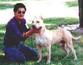 picture of dog