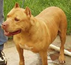 picture of dog