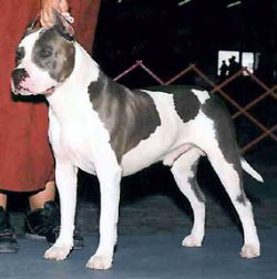 picture of dog