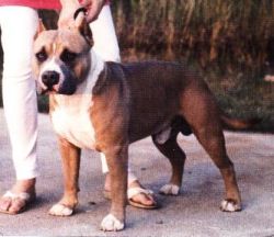 picture of dog