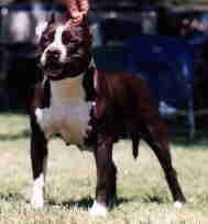picture of dog