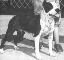 picture of dog