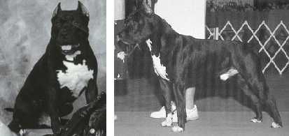 picture of dog