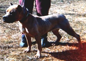 picture of dog