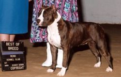picture of dog