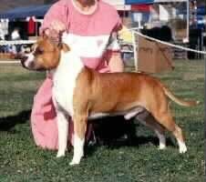 picture of dog