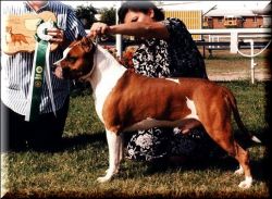 picture of dog