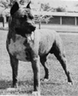 picture of dog