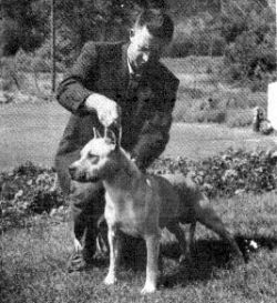 picture of dog