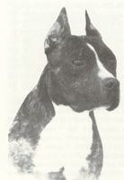 picture of dog