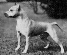 picture of dog