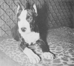 picture of dog