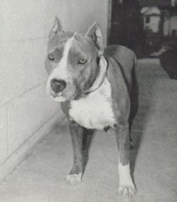 picture of dog