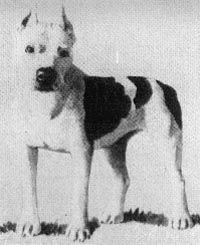 picture of dog