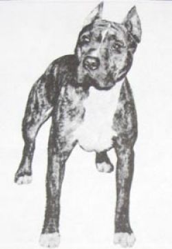 picture of dog