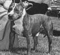 picture of dog