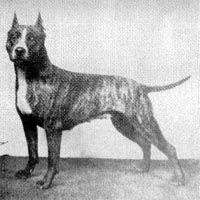 picture of dog