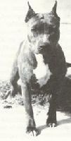 picture of dog