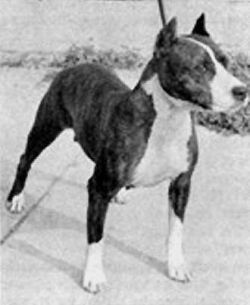 picture of dog