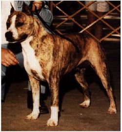 picture of dog