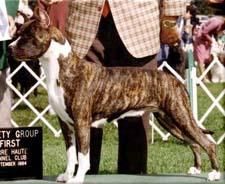 picture of dog