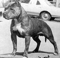 picture of dog