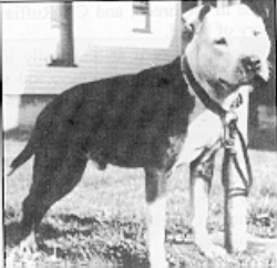 picture of dog