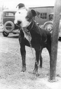 picture of dog
