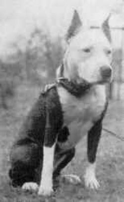 picture of dog