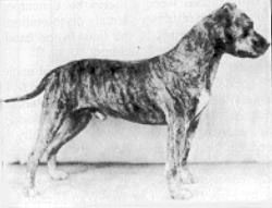 picture of dog