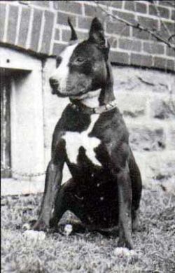 picture of dog