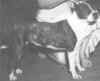 picture of dog
