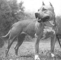 picture of dog