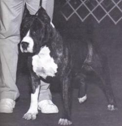 picture of dog