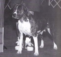 picture of dog