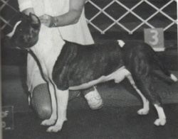 picture of dog