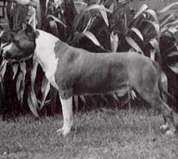picture of dog