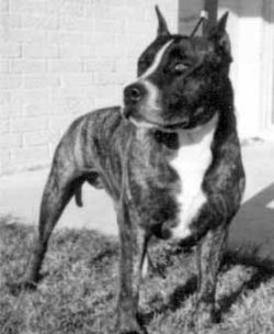picture of dog