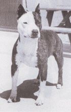 picture of dog