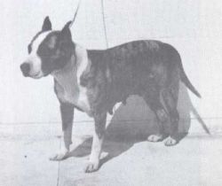 picture of dog