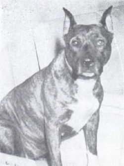 picture of dog