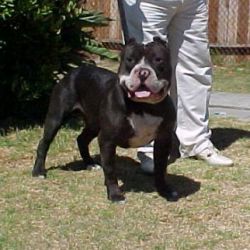 picture of dog