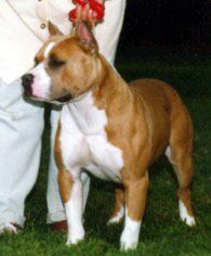 picture of dog